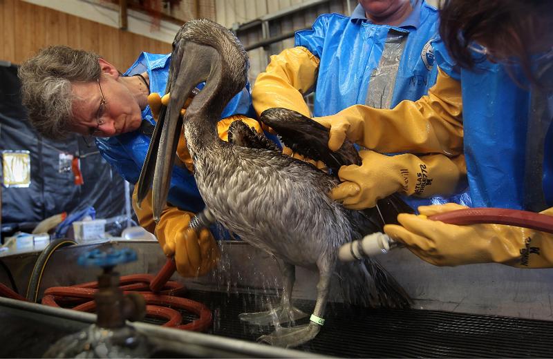 Heather Nevill (L), and fellow veterinarians clean an oil-covered brown pelican at the Fort Jackson Wildlife Rehabilitation Center in Buras, Louisiana.